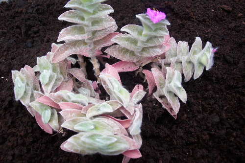 trades sillamontana 1